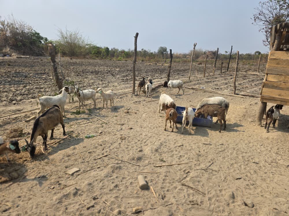 Goats inside the housing